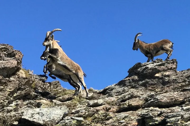 Bouquetins ibériques grimpant et sautant sur un terrain rocheux dans la Sierra Nevada