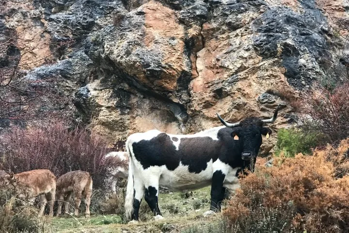 Eine schwarz-weiße Kuh und Kälber nahe einer felsigen Klippe